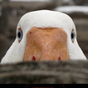 Photo de Profil de Antony